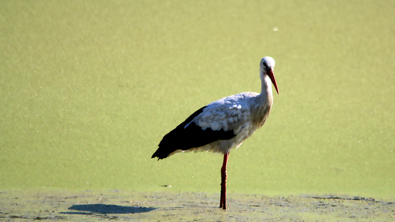 White Stork — Ana fotoğraf
